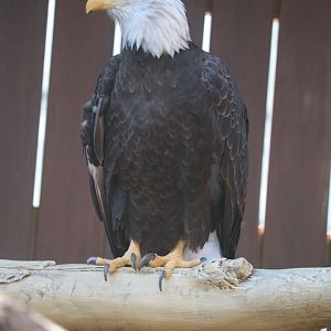 Eagle Hall - Bald Eagle