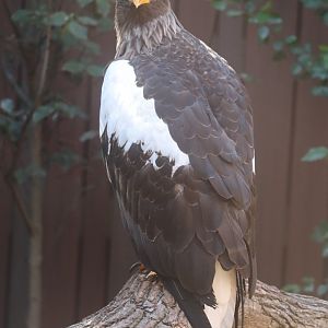 Eagle Hall - Steller's Sea Eagle - Kodiak,