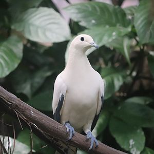 Tropical Rainforest - Pied Imperial Pigeon