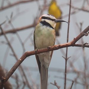 Grasslands - White-Throated Bee-Eater