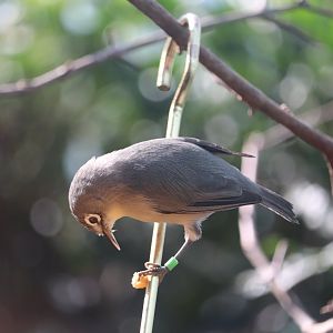 Grasslands - Saipan White-Eye