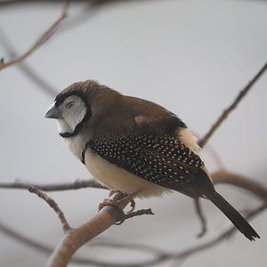Grasslands - Owl Finch