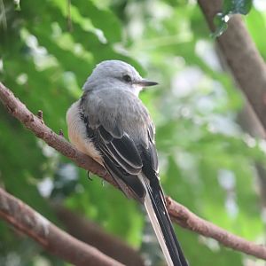Grasslands - Scissor-Tailed Flycatcher