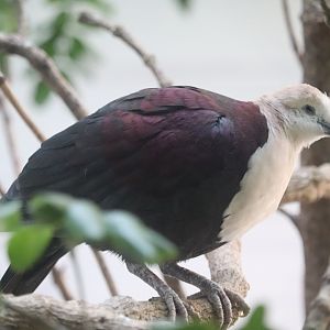 Grasslands - White-Throated Ground Dove