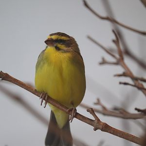 Grasslands - Green Singing Finch