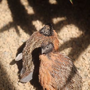 Grasslands - Masked Bobwhite