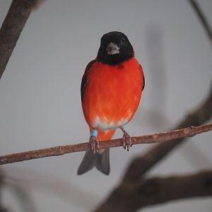 Grasslands - Red Siskin