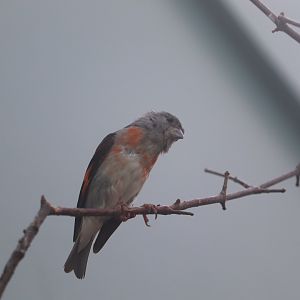 Grasslands - Red Siskin