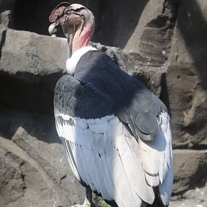 Condor Court - Andean Condor