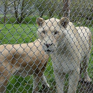 Kasal and Prim (White lions)