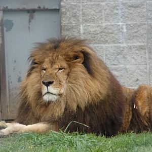 Boomer (African lion)