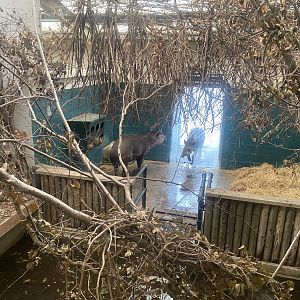 South American tapir indoors 040822
