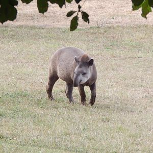 South American tapir 040822