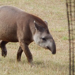 South American tapir 040822
