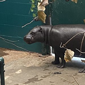 Pygmy hippopotamus 040822