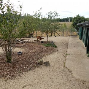 Western sitatunga exhibit 040822