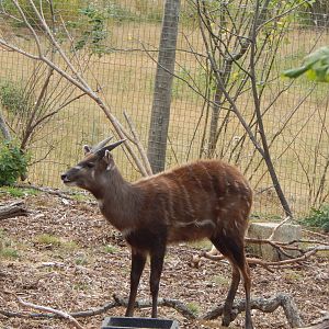 Western sitatunga 040822