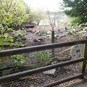 Red river hog exhibit 040822