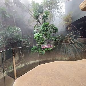 Tropical House - Crocodile monitor exhibit 040822