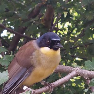 Walkthrough Aviary - Blue-crowned laughingthrush 040822