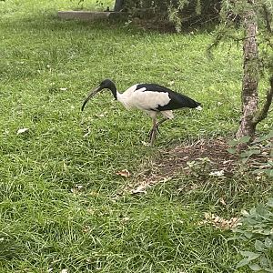 Ibis ID?