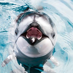 Pacific white-sided dolphin (Lagenorhynchus obliquidens)