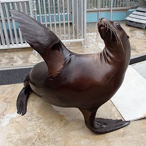 Steller sea lion (Eumetopias jubatus)