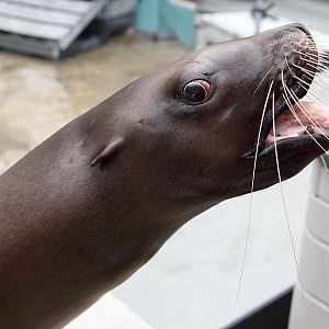 Steller sea lion (Eumetopias jubatus)