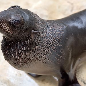 Northern fur seal (Callorhinus ursinus)