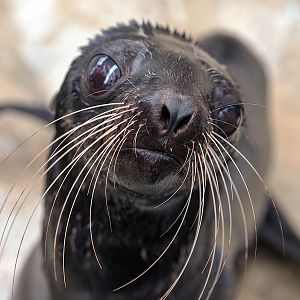 Northern fur seal (Callorhinus ursinus)