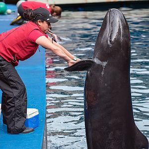 False killer whale (Pseudorca crassidens)