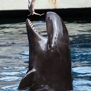 False killer whale (Pseudorca crassidens)