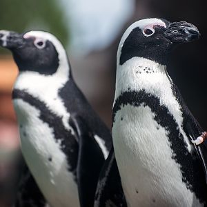African penguin (Spheniscus demersus)