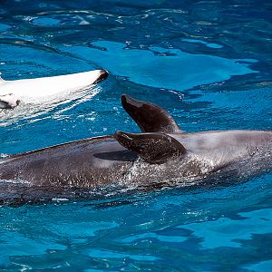 Pacific white-sided dolphin (Lagenorhynchus obliquidens) and False killer whale (Pseudorca crassidens)