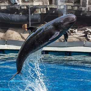 False killer whale (Pseudorca crassidens)