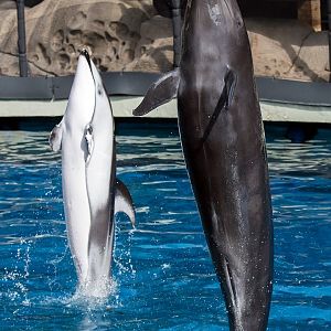Pacific white-sided dolphin (Lagenorhynchus obliquidens) and False killer whale (Pseudorca crassidens)