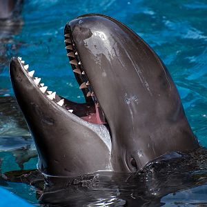 False killer whale (Pseudorca crassidens)