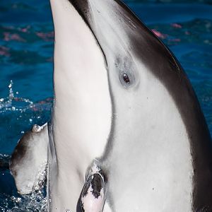 Pacific white-sided dolphin (Lagenorhynchus obliquidens)