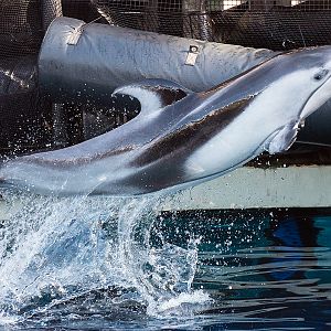 Pacific white-sided dolphin (Lagenorhynchus obliquidens)