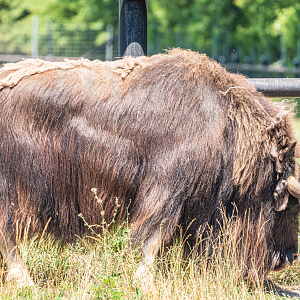 Musk Ox