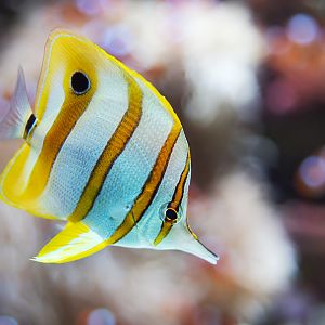 Copperband butterfly (Chelmon rostratus)