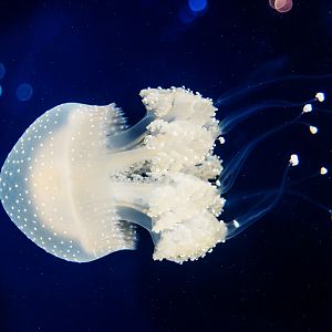 White Spotted Jellyfish (Phyllorhiza punctata)
