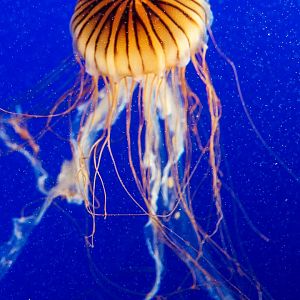 Pacific sea nettle (Chrysaora fuscescens)