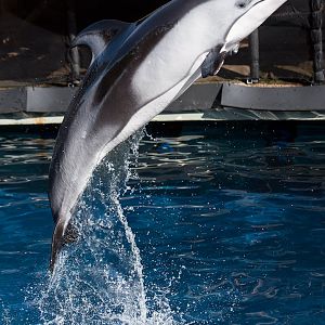 Pacific white-sided dolphin (Lagenorhynchus obliquidens)