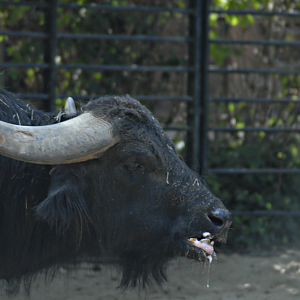 Euro-Water Buffalo - Berlin Zoo 2022