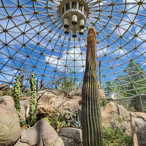 Aug. 2022 - The Desert - (6 Free Flying Species)