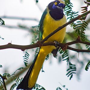 Aug. 2022 - The Desert - Inca Jay