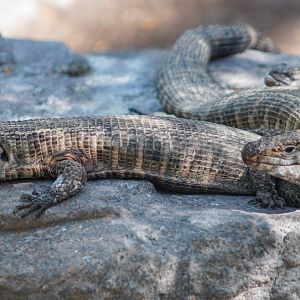 Aug. 2022 - The Desert - Giant Plated Lizards