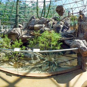 Aug. 2022 - The Desert - Tortoise + Lizard Exhibit