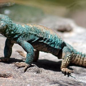 Aug. 2022 - The Desert - Ornate Uromastyx